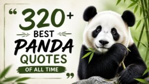 320+ Best Panda Quotes Of All Time